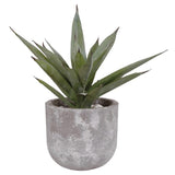 Aloe Vera Plant In Concrete Pot
