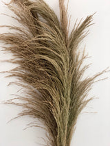 Natural Dried Pampas Grass With Faux Stem