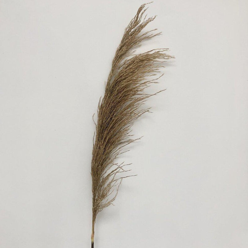 Natural Dried Pampas Grass With Faux Stem