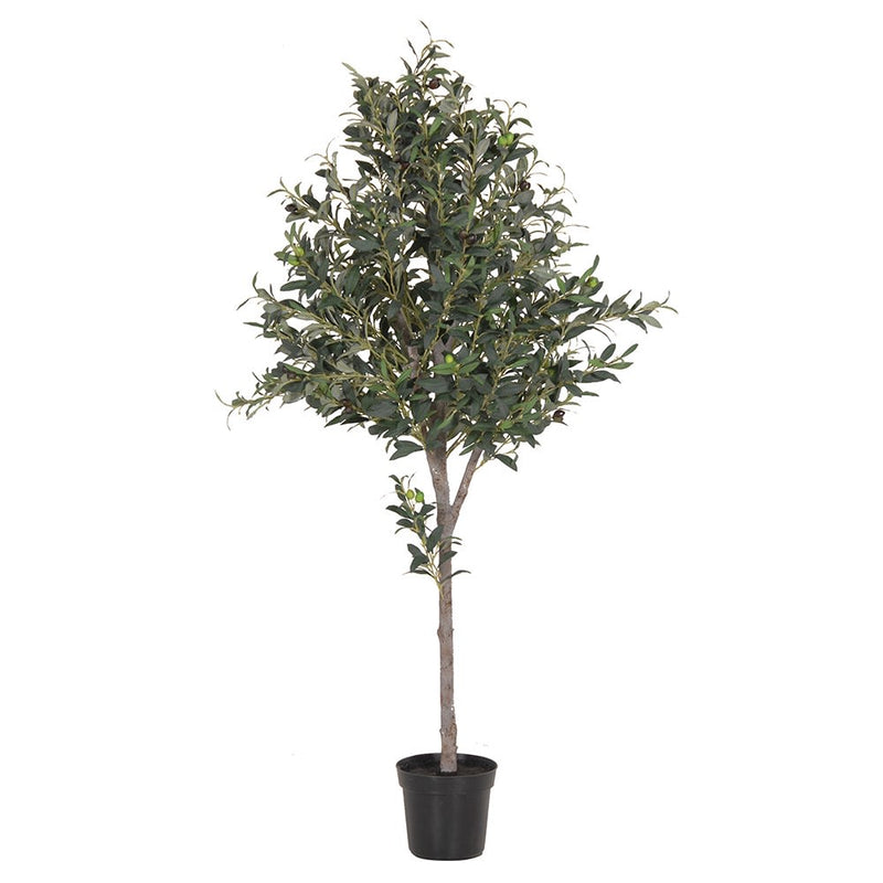 Natural Large Olive Tree in Black Pot
