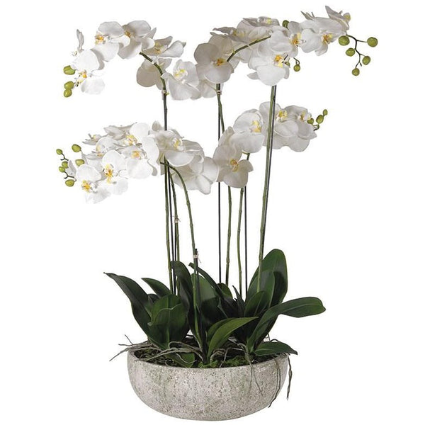XL White Orchid In Concrete Bowl