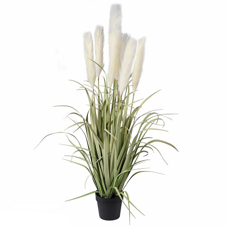 White Grass Potted Plant