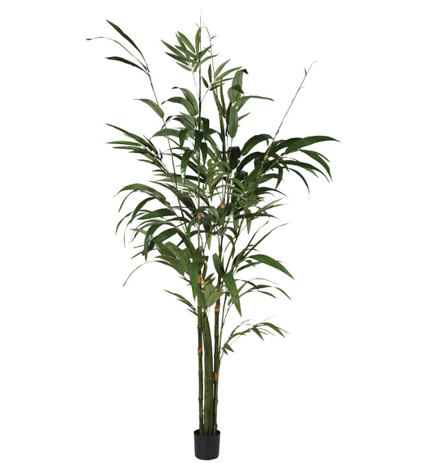Green Bamboo Palm Tree In Small Black Pot
