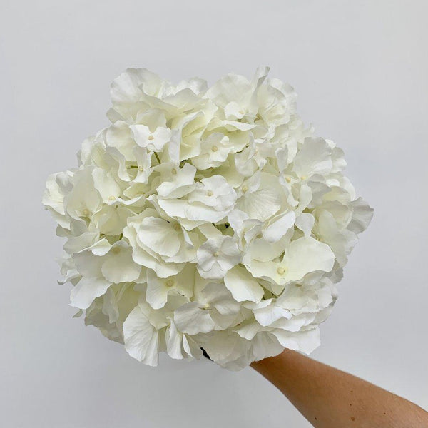 White Faux Large Full Bloom Hydrangea