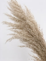 Dried Pampas Grass Stem