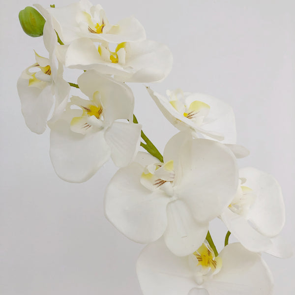 Large White Orchid Stem