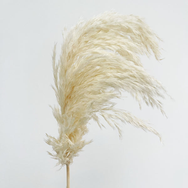 Dried White Pampas Grass Stem