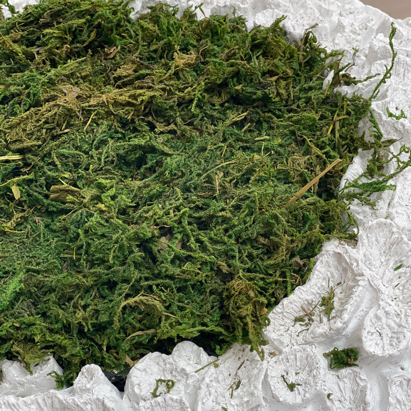 Natural Green Moss Bundle