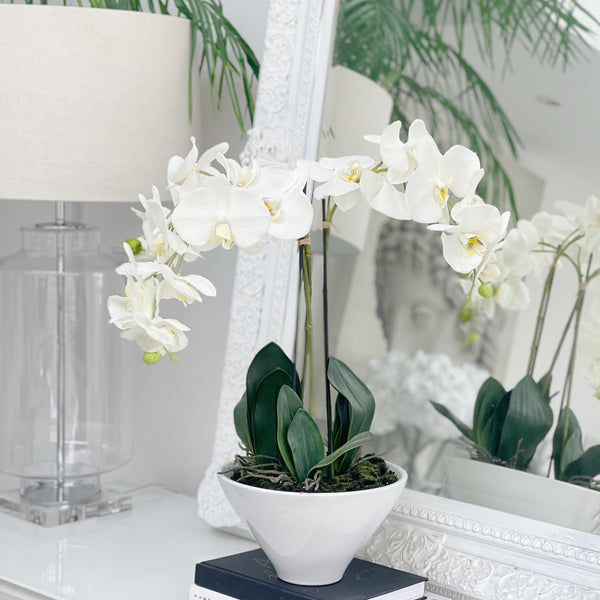 White Orchid Phalaenopsis Plants In White Ceramic Pot