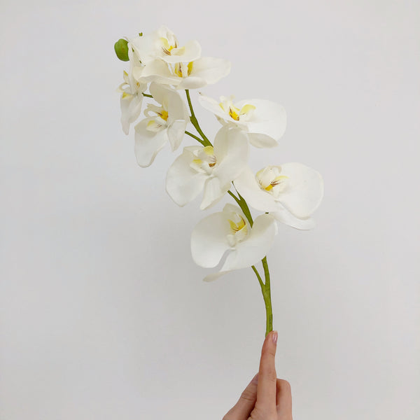 Large White Orchid Stem