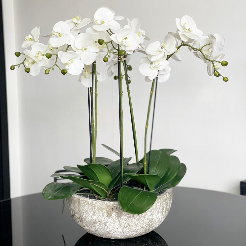 Large White Orchid Phalaenopsis Plant in Stone-Look Bowl